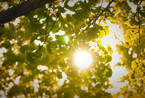 われらのオモニ