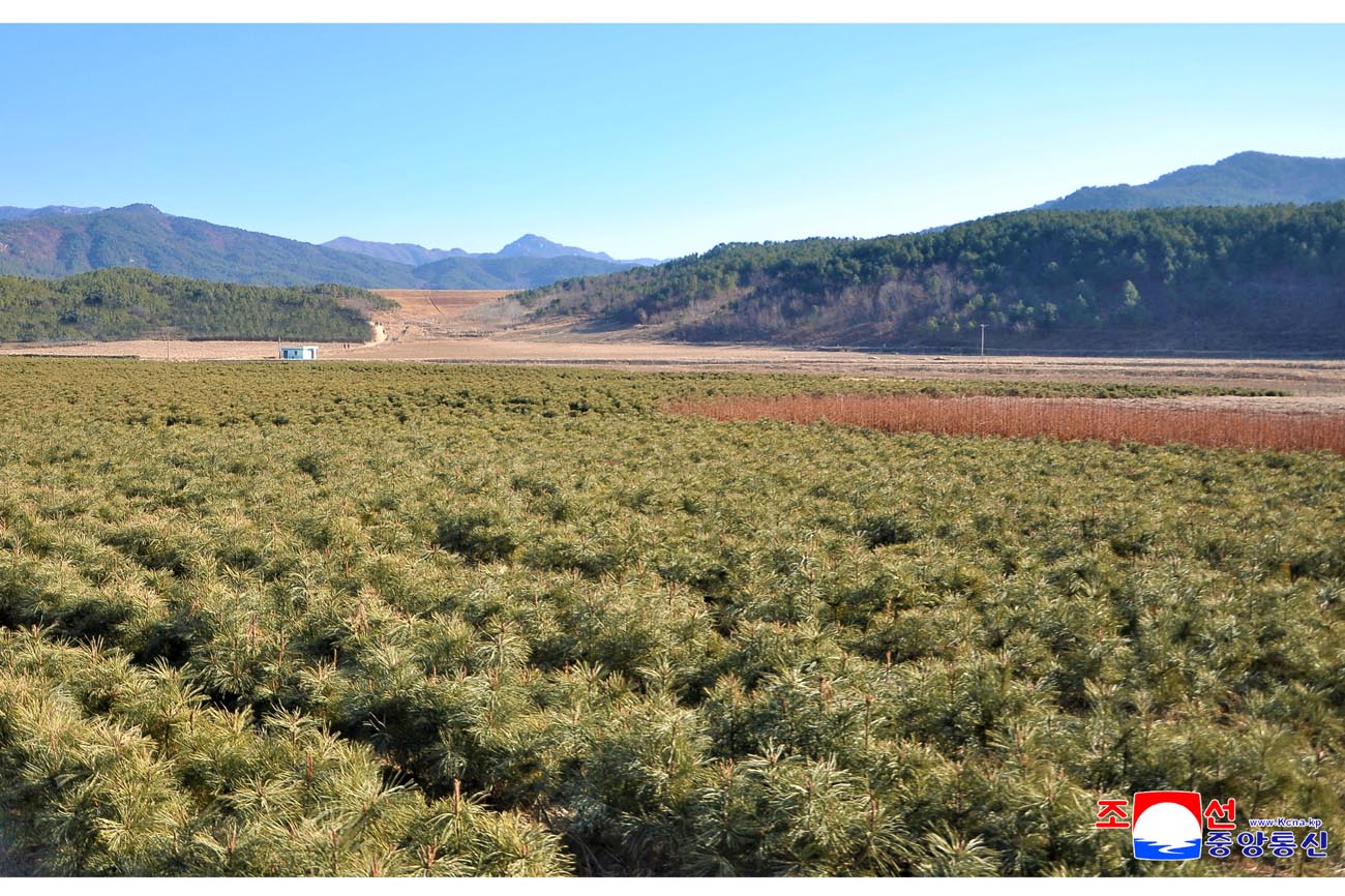 Kaesong Municipal Tree Nursery inaugurated