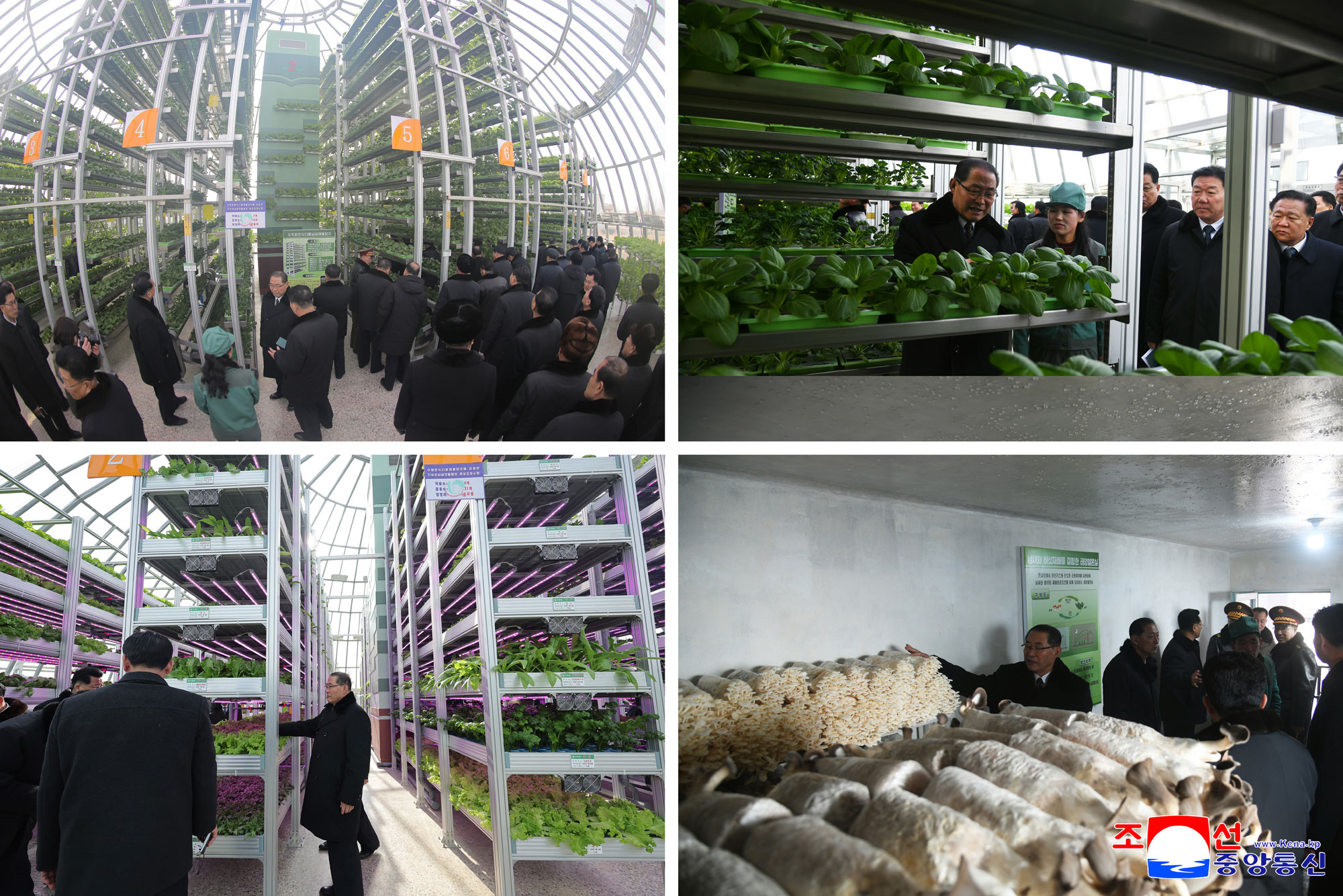 신의주온실종합농장 준공식 성대히 진행