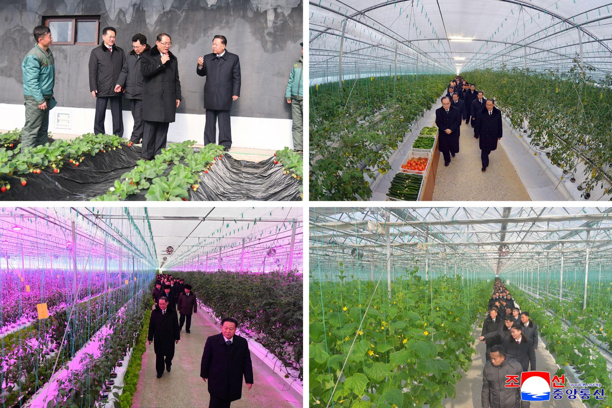 신의주온실종합농장 준공식 성대히 진행