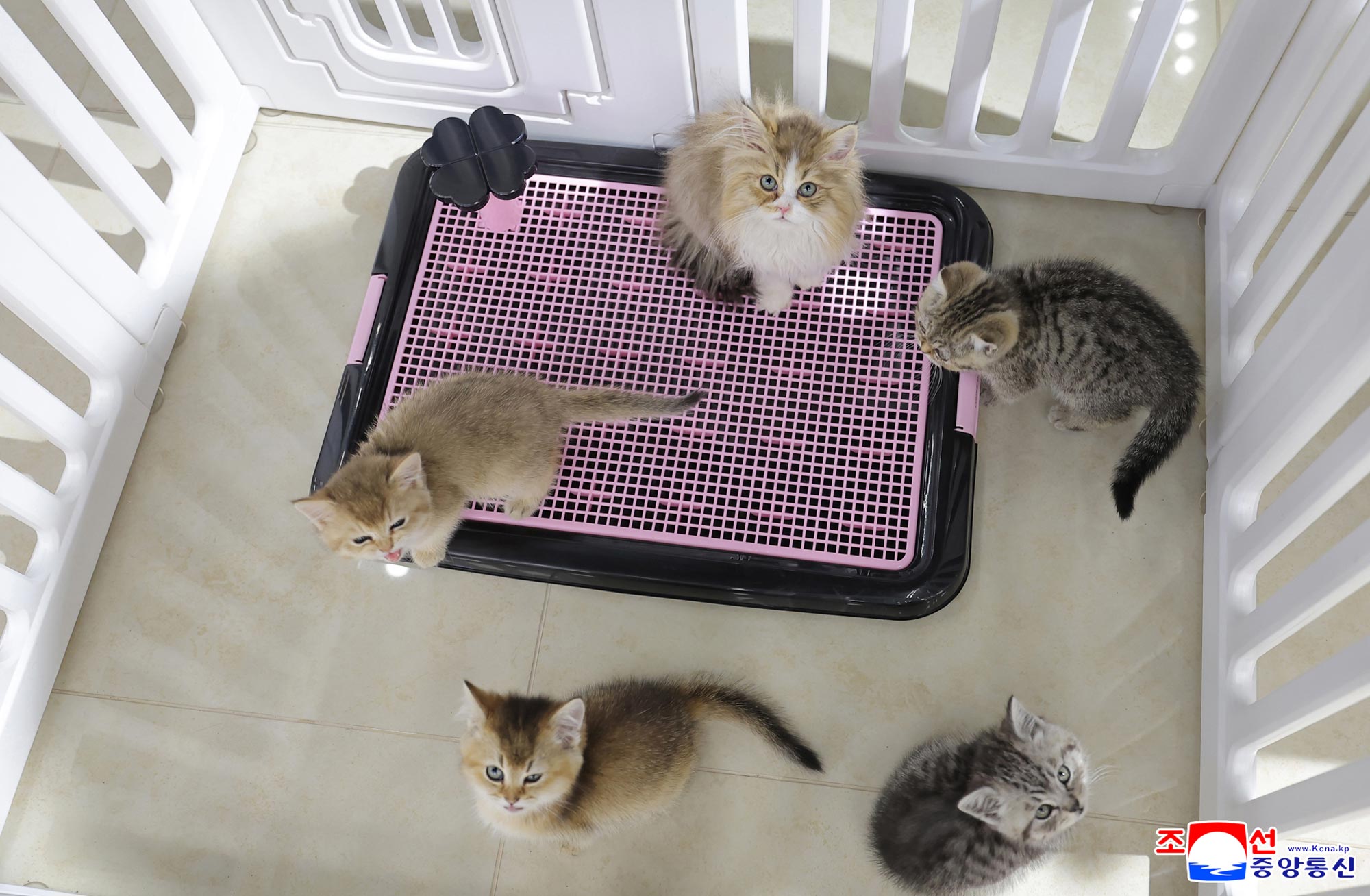 Respected Comrade Kim Jong Un inspects service facilities in fourth-stage district of Hwasong area nearing inauguration